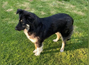Fejella sucht ein Zuhause
