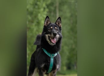 Sozialer Grey sucht liebevolles Zuhause