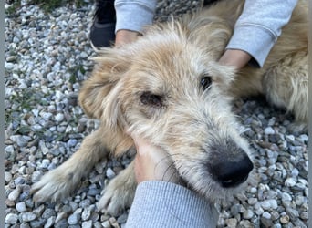 TUULI sucht ein zu Hause