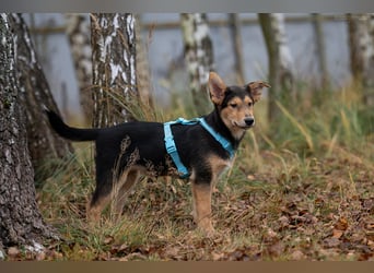 Fröhlicher Nordik sucht seine Familie