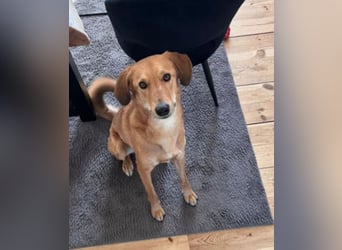 Muffin - sucht aufgrund veränderter Lebenssituation des Besitzers ein neues Zuhause