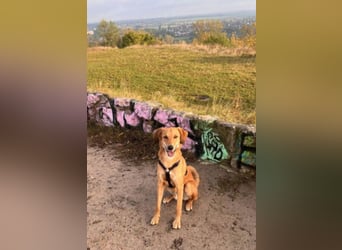 Muffin - sucht aufgrund veränderter Lebenssituation des Besitzers ein neues Zuhause