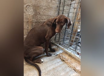 MOLLY sucht ein Zuhause