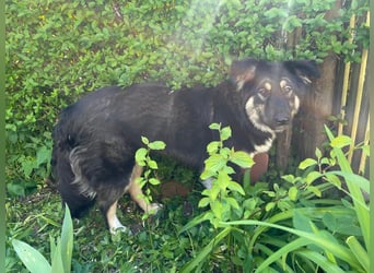 Fejella sucht ein Zuhause