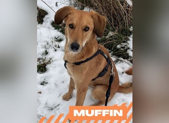 Muffin - sucht aufgrund veränderter Lebenssituation des Besitzers ein neues Zuhause