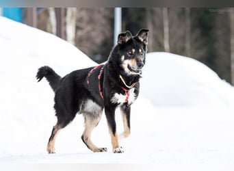 Soziale Sirena sucht ihre Menschen