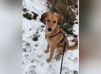 Muffin - sucht aufgrund veränderter Lebenssituation des Besitzers ein neues Zuhause