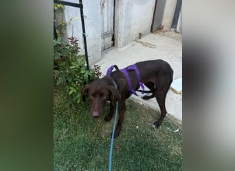 MOLLY sucht ein Zuhause