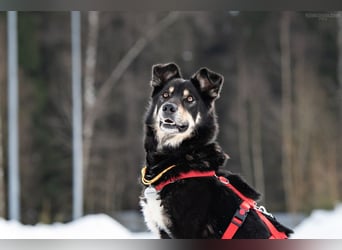 Soziale Sirena sucht ihre Menschen