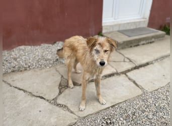 TUULI sucht ein zu Hause