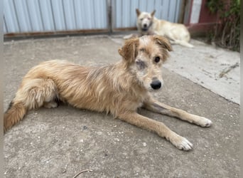TUULI sucht ein zu Hause