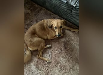 Muffin - sucht aufgrund veränderter Lebenssituation des Besitzers ein neues Zuhause