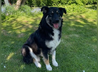 Fejella sucht ein Zuhause