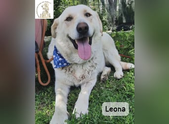 Leona – sanft, stark und bereit für ein neues Kapitel!