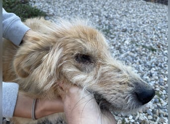 TUULI sucht ein zu Hause