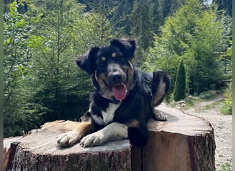 Nala sucht ein Zuhause