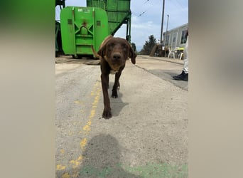 MOLLY sucht ein Zuhause