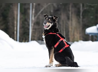 Soziale Sirena sucht ihre Menschen