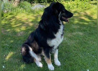 Fejella sucht ein Zuhause
