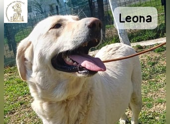Leona – sanft, stark und bereit für ein neues Kapitel!