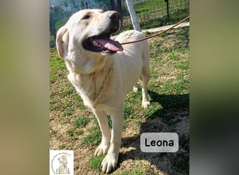 Leona – sanft, stark und bereit für ein neues Kapitel!