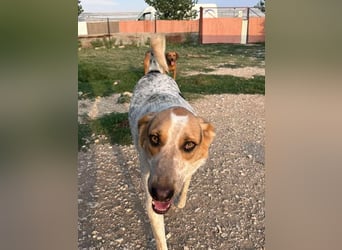 PACKO sucht ein Zuhause