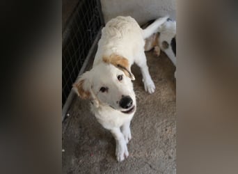 Kembro, geb. ca. 04/2025, lebt in GRIECHENLAND, im städt. Tierheim Serres