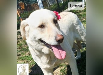 Leona – sanft, stark und bereit für ein neues Kapitel!
