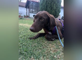 MOLLY sucht ein Zuhause