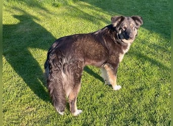 Fejella sucht ein Zuhause