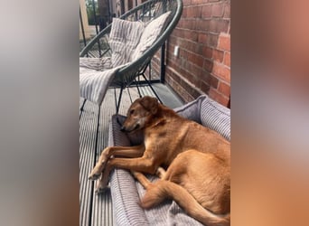 Muffin - sucht aufgrund veränderter Lebenssituation des Besitzers ein neues Zuhause