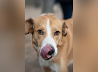 Sammy - sensibler und souveräner Rüde