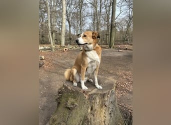 Sammy - sensibler und souveräner Rüde
