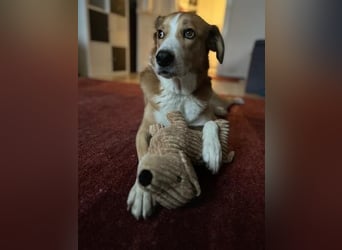 Sammy - sensibler und souveräner Rüde