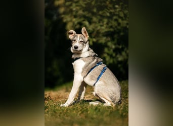 Fröhlicher Bimka sucht seine Menschen