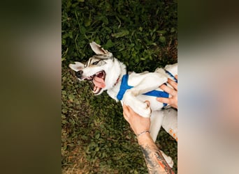 Fröhlicher Bimka sucht seine Menschen