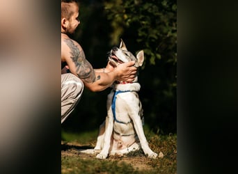 Fröhlicher Bimka sucht seine Menschen