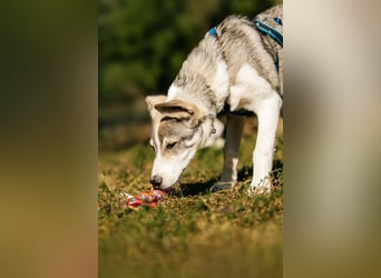 Fröhlicher Bimka sucht seine Menschen