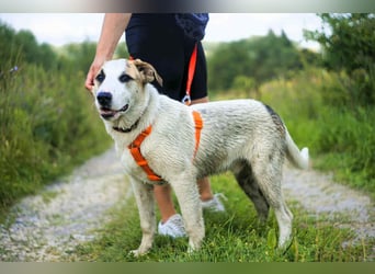 Freundlicher Platon sucht seine Familie