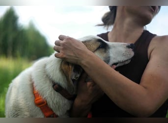 Freundlicher Platon sucht seine Familie