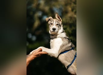 Fröhlicher Bimka sucht seine Menschen