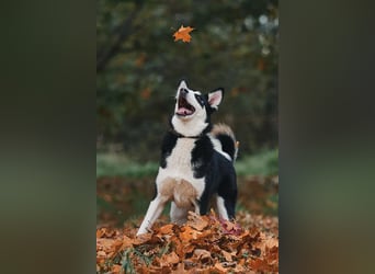 Lebensfroher Chico sucht sein Zuhause