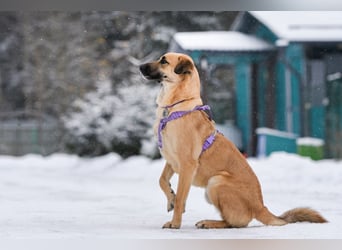 Ruhiger Lutik sucht perfektes Zuhause