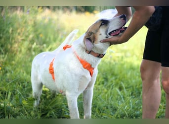 Freundlicher Platon sucht seine Familie