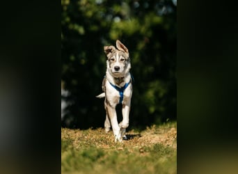 Fröhlicher Bimka sucht seine Menschen