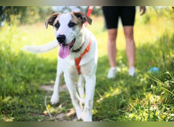 Freundlicher Platon sucht seine Familie