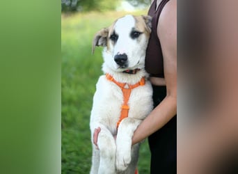 Freundlicher Platon sucht seine Familie