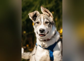 Fröhlicher Bimka sucht seine Menschen