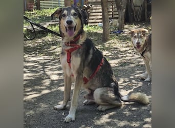Mo - der perfekte Hund!
