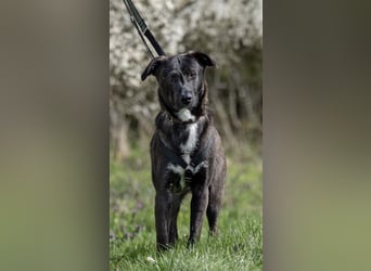 Nero - eine Seele von Hund!